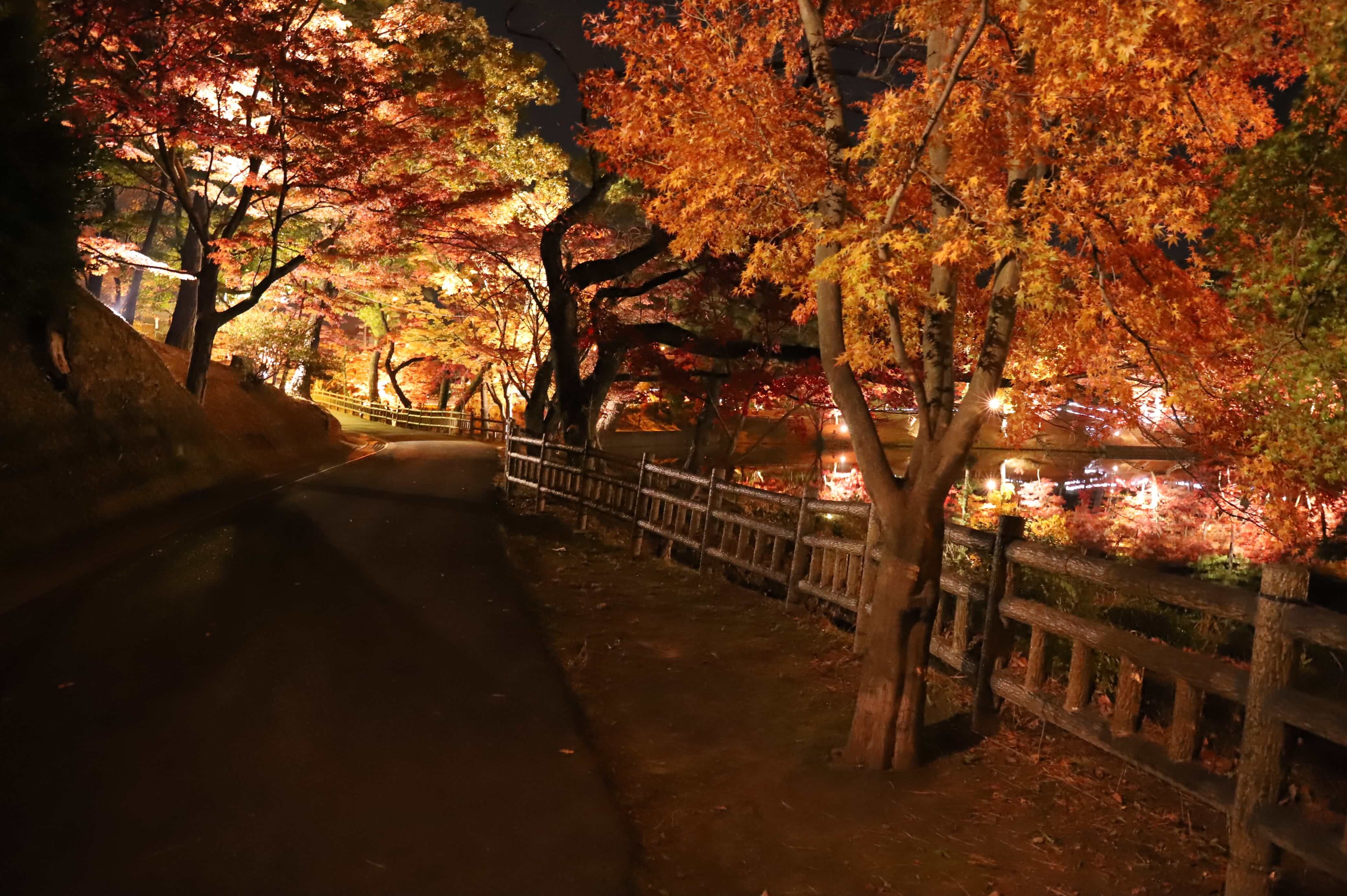 東公園紅葉ライトアップ18の見頃 時間 時期は 岡崎にゅーす